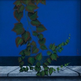 Ampelopsis